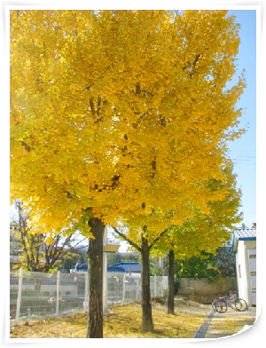 가을빛 금성초.JPG