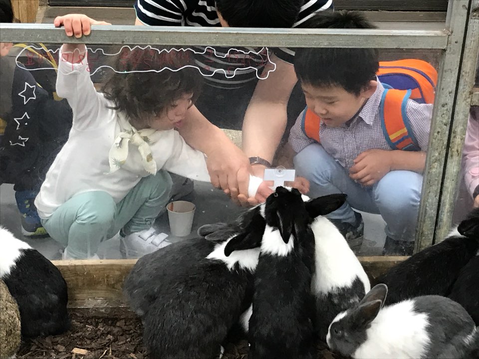 새싹반 아이들이 토끼에게 먹이를 주고 있음.
