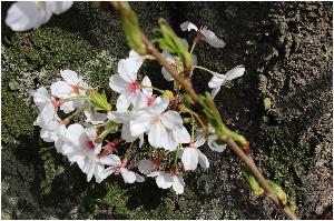 자연환경-벚꽃부케.JPG