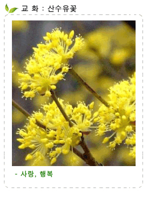 교화 산수유꽃, 교목 느티나무 사진