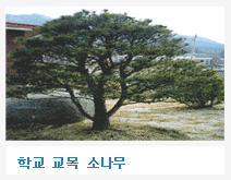학교 교목 소나무 사진