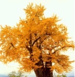 교목 소나무 사진