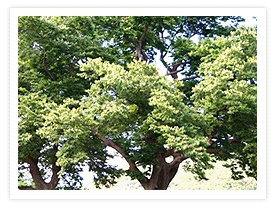 교목 느티나무 사진
