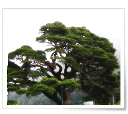 교목 버드나무 이미지