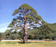 소나무 사진