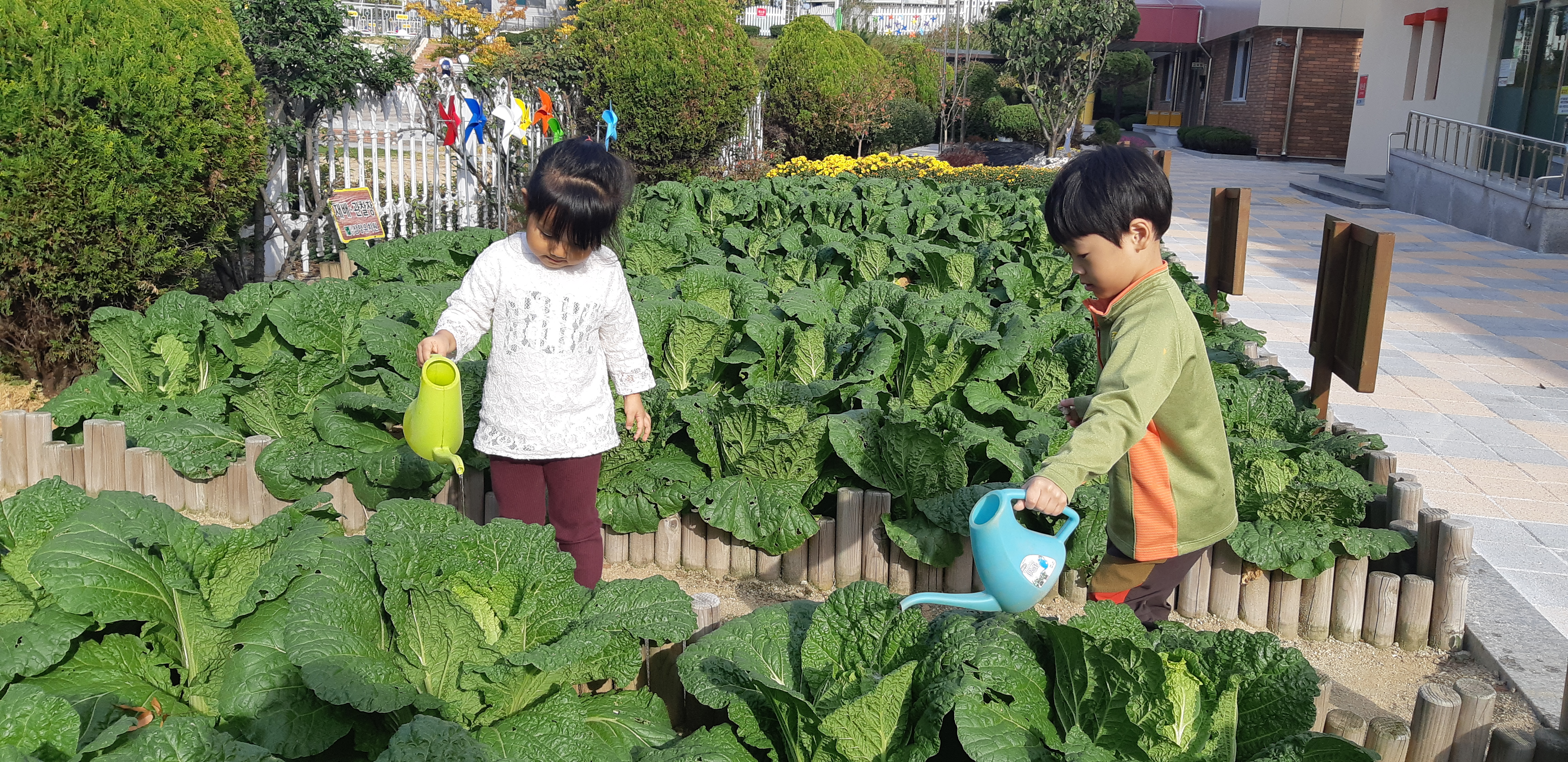 배추에 물을 주어요.jpg