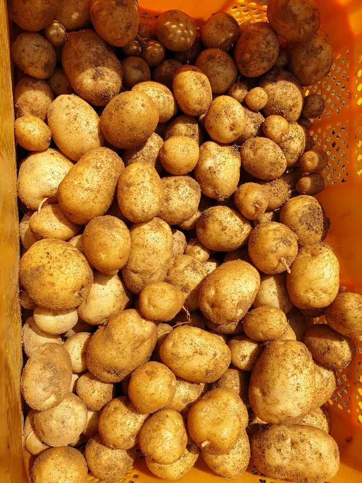수확한 감자