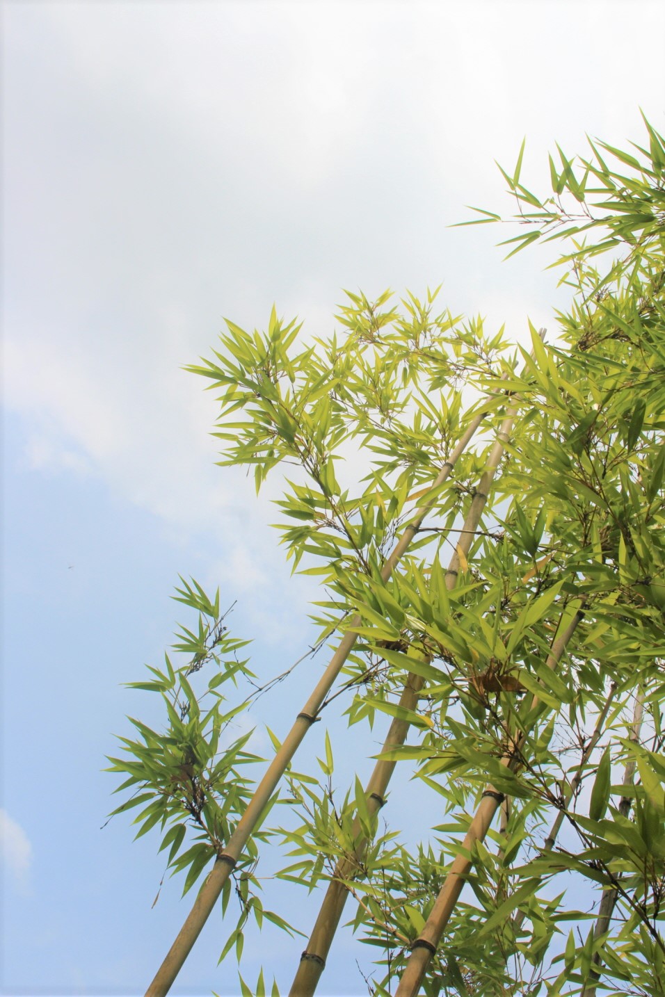 [꾸미기]김민혁-하늘과 대나무