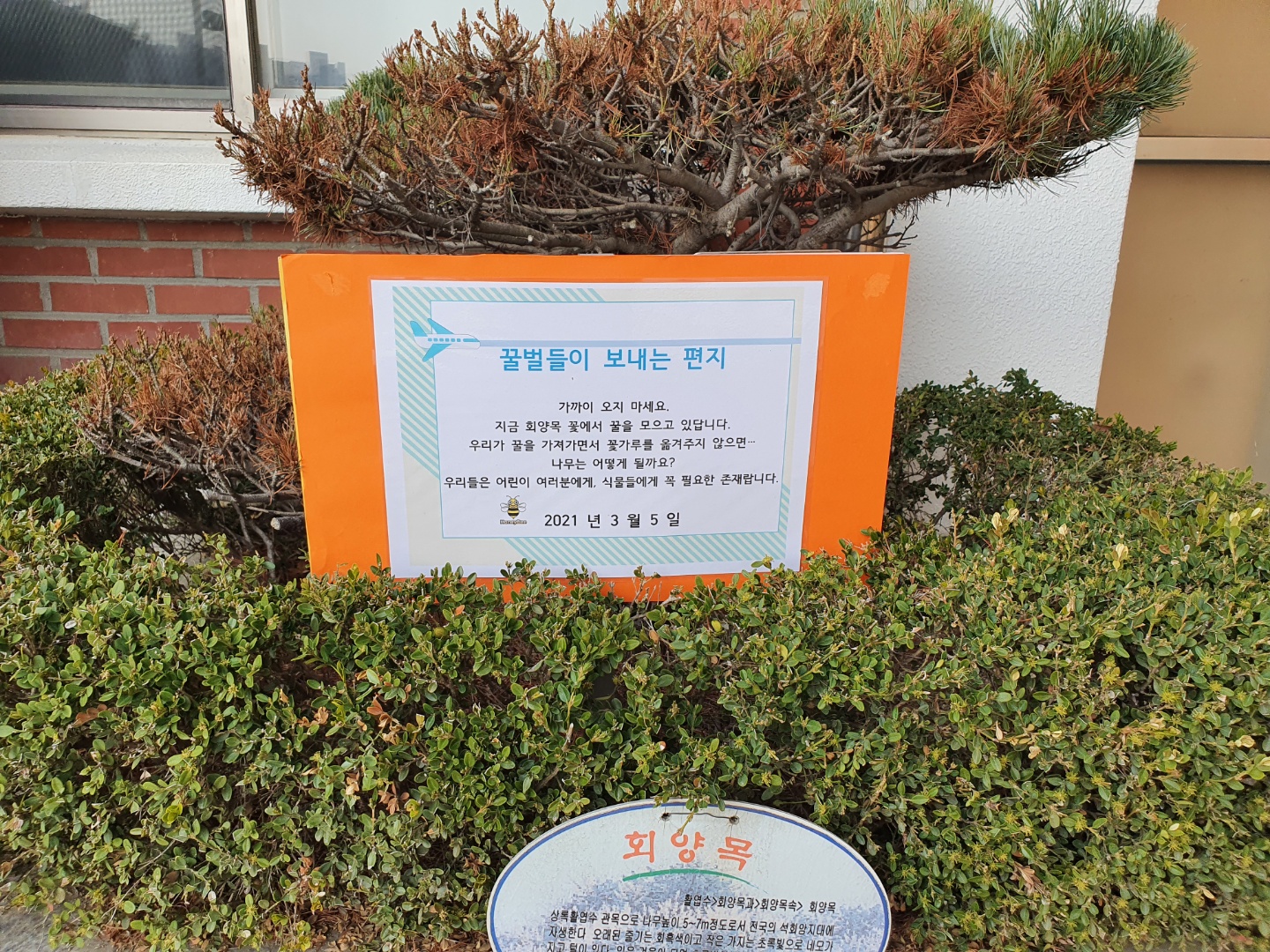 학교 화단 꽃과 벌