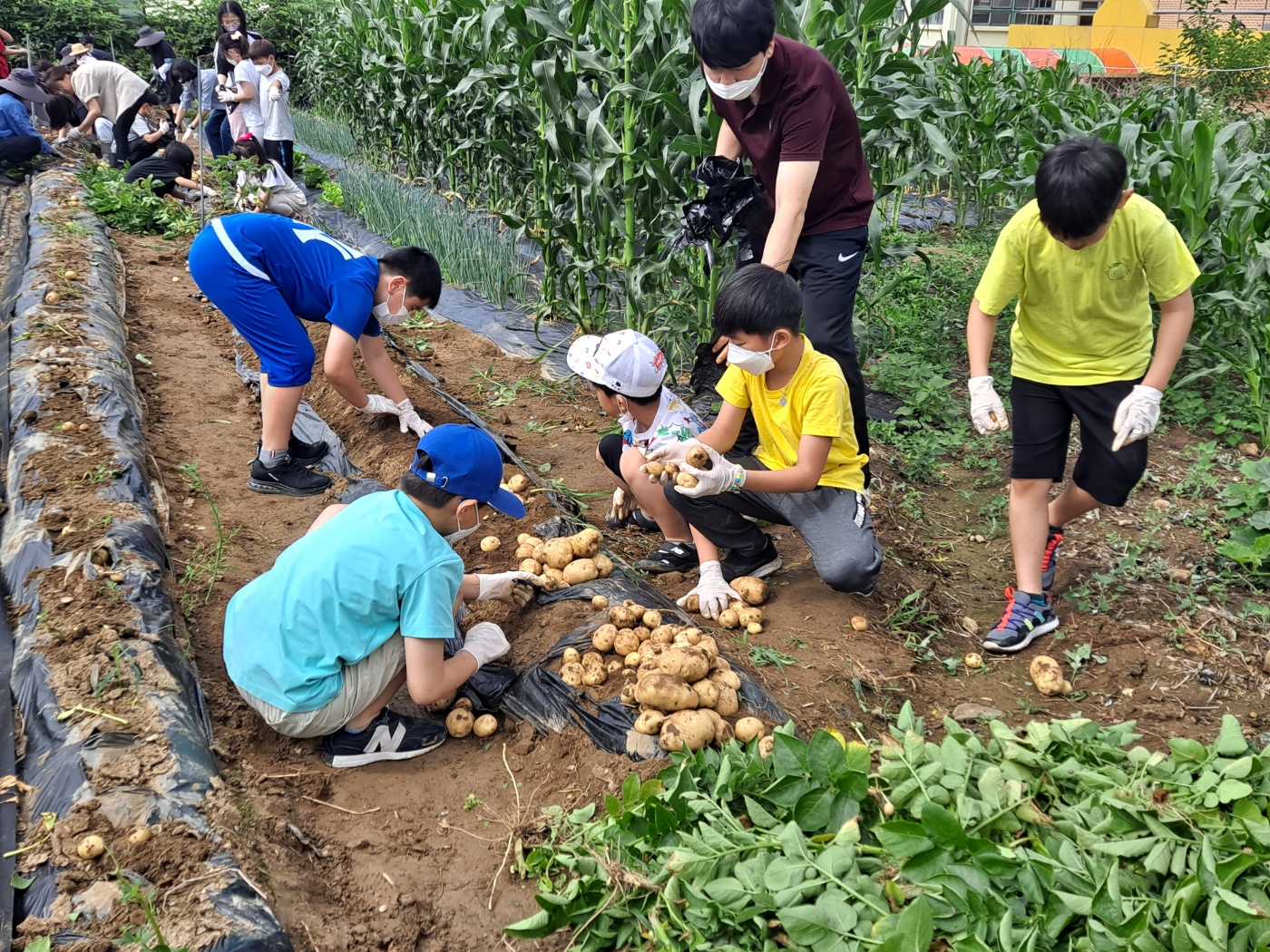 감자수확(3학년)