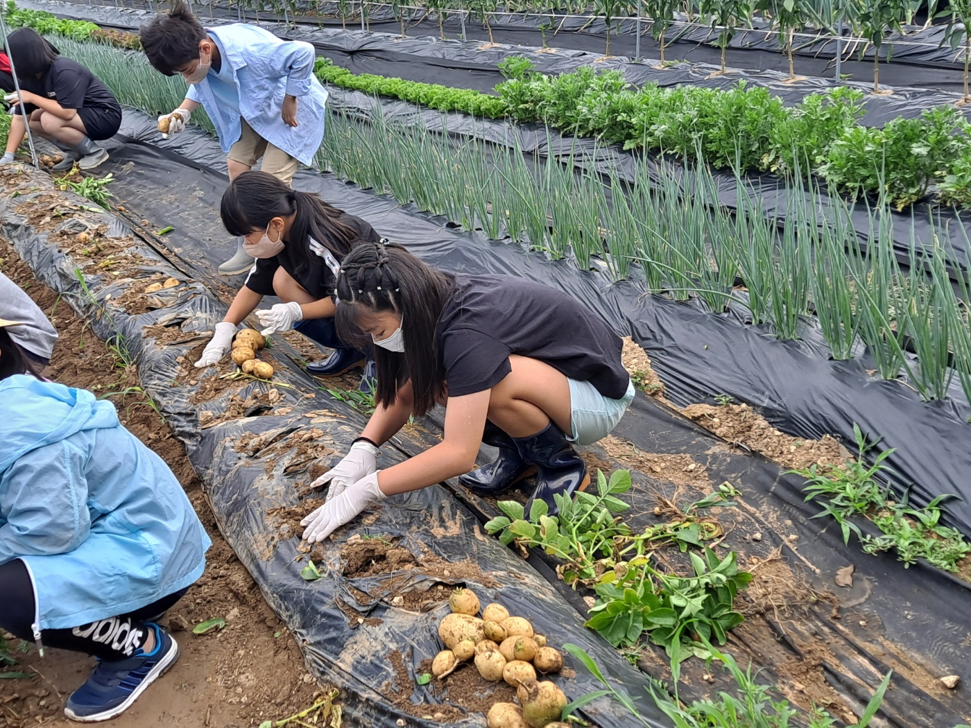 감자수확(4학년)