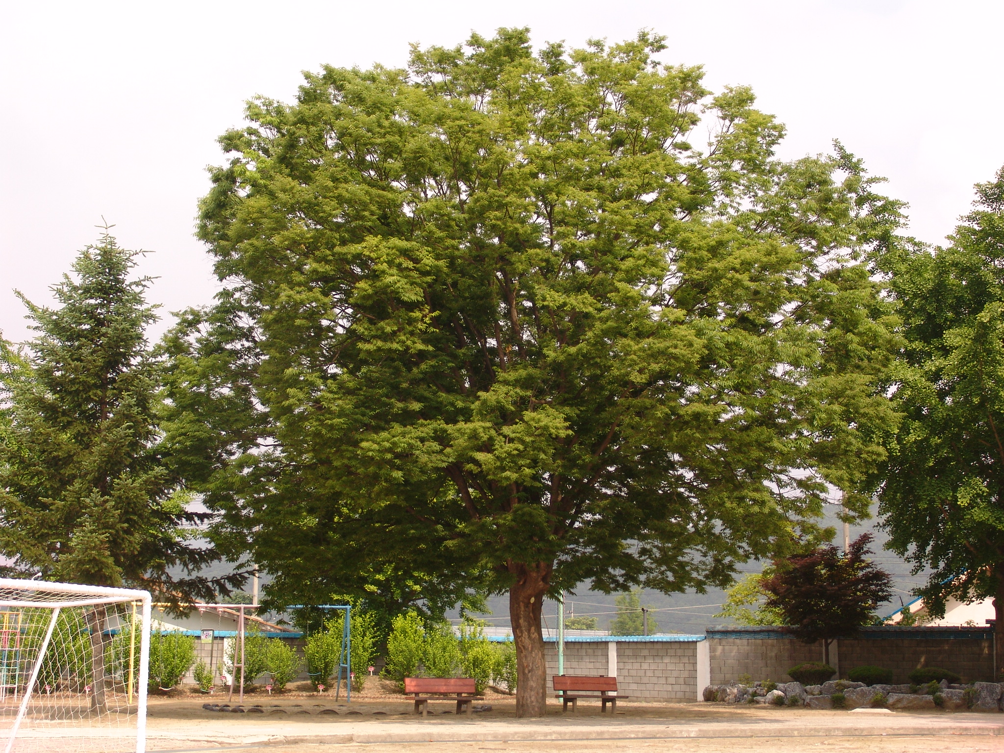 학교교목_느티나무2.JPG