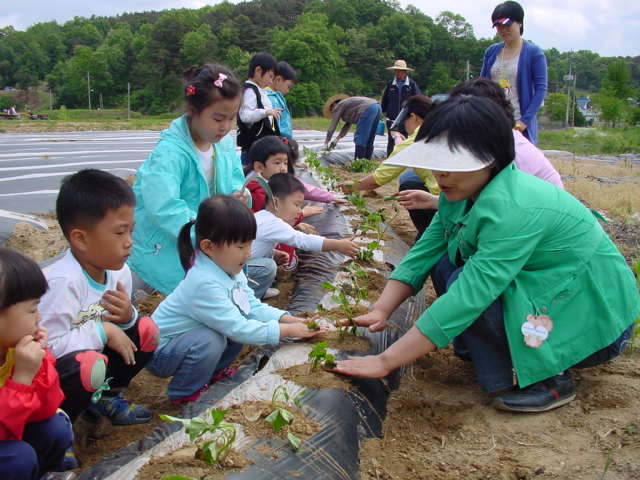 도농간 유치원교육활동(대전성남초병설유치원) 고무마심기.jpg