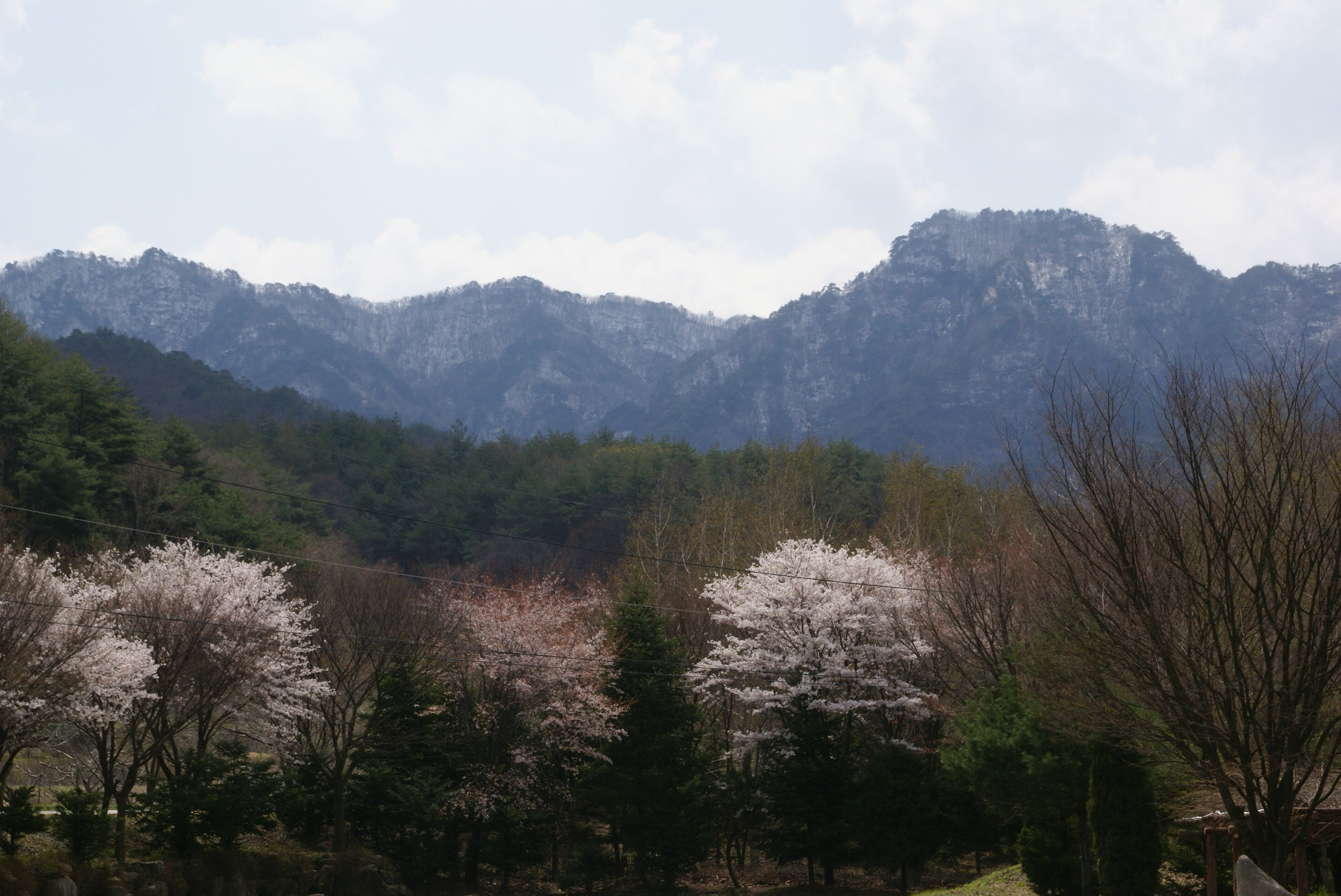 눈덮인 산과 벚꽃