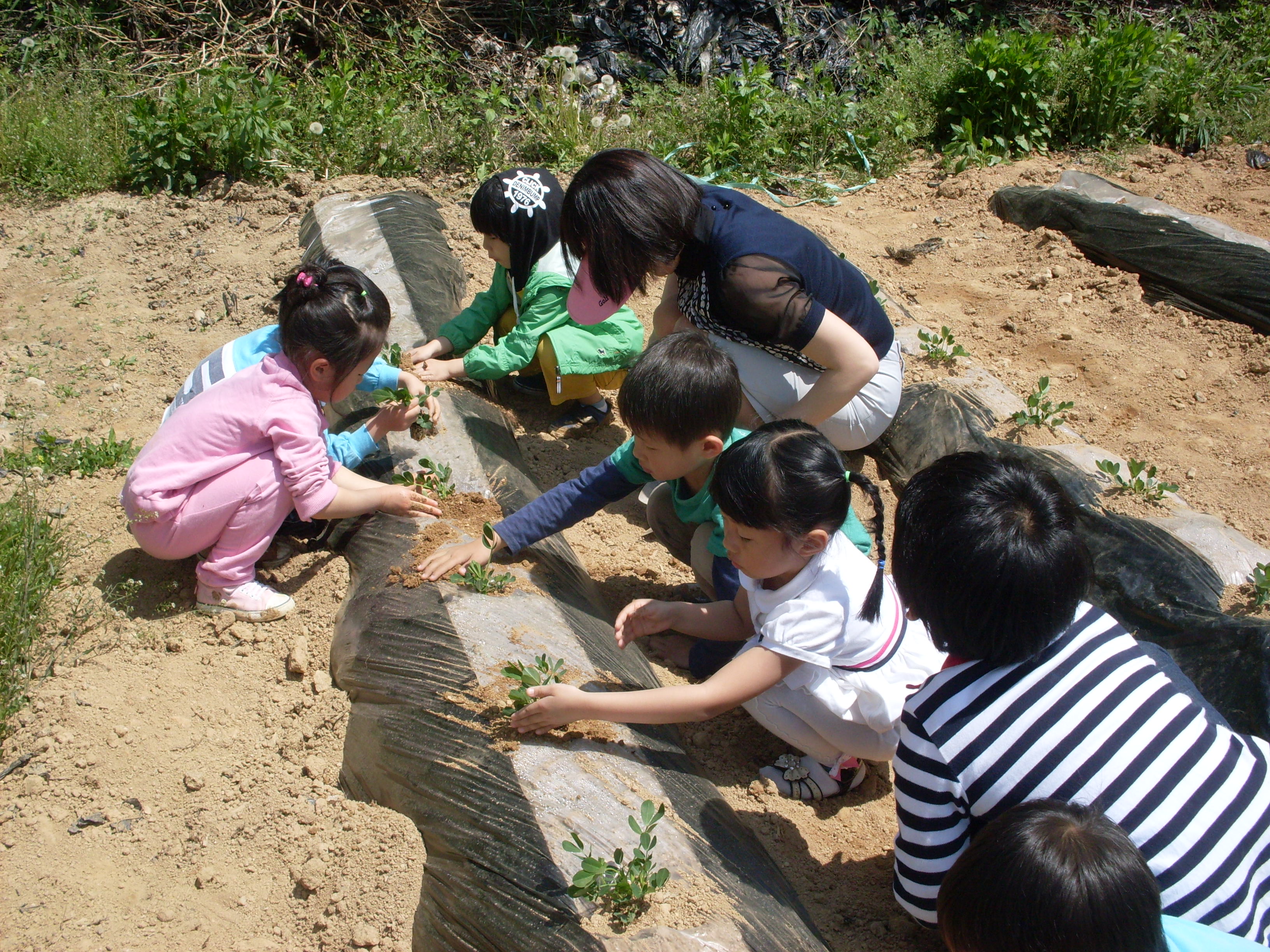 고사리 손으로 토닥토닥 흙으로 이불을 덮어주어요.