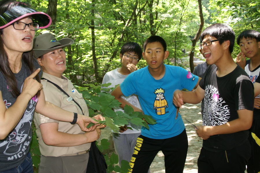 숲해설가 선생님의 생강나무 설명