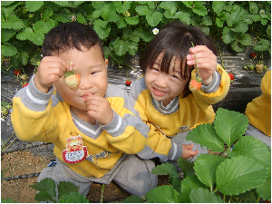 09동물원딸기밭_051.jpg