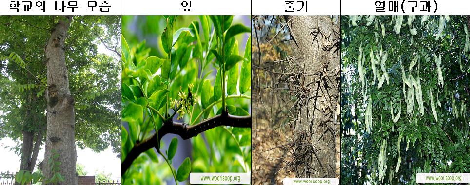 주엽나무 - 1.JPG