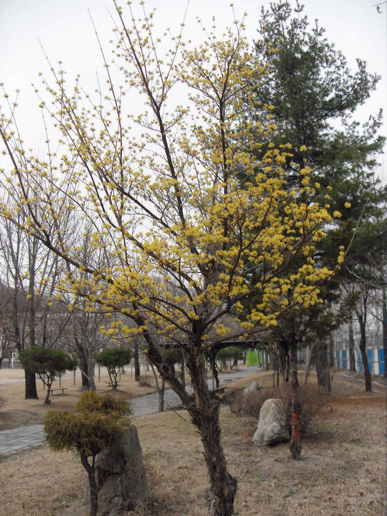 축구부 숙소앞의 산수유 나무...