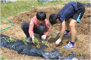 고구마심기.JPG