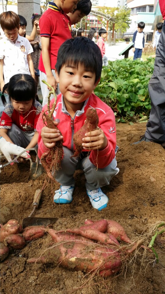 고구마캐기