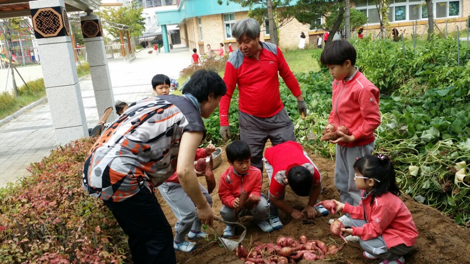 고구마캐기