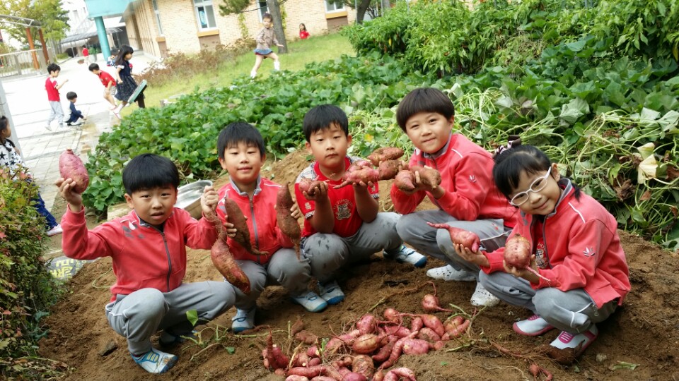 고구마캐기