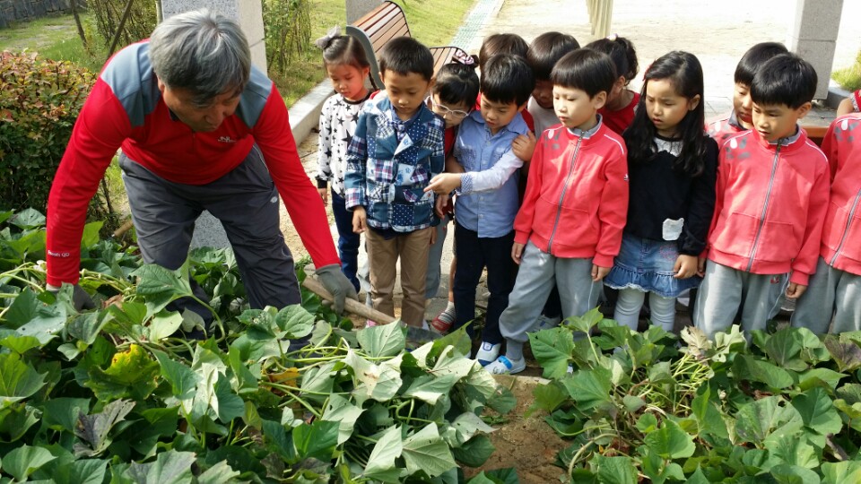 고구마캐기