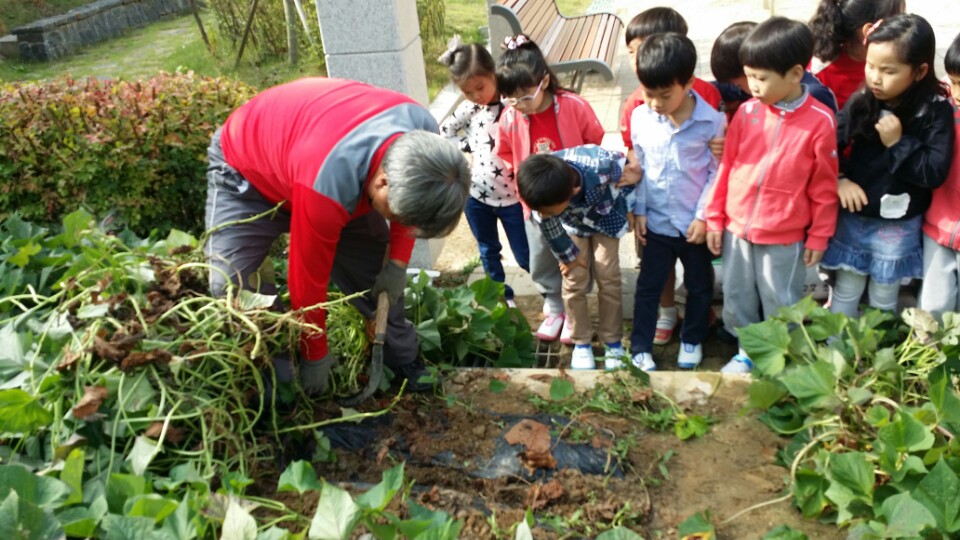 고구마캐기