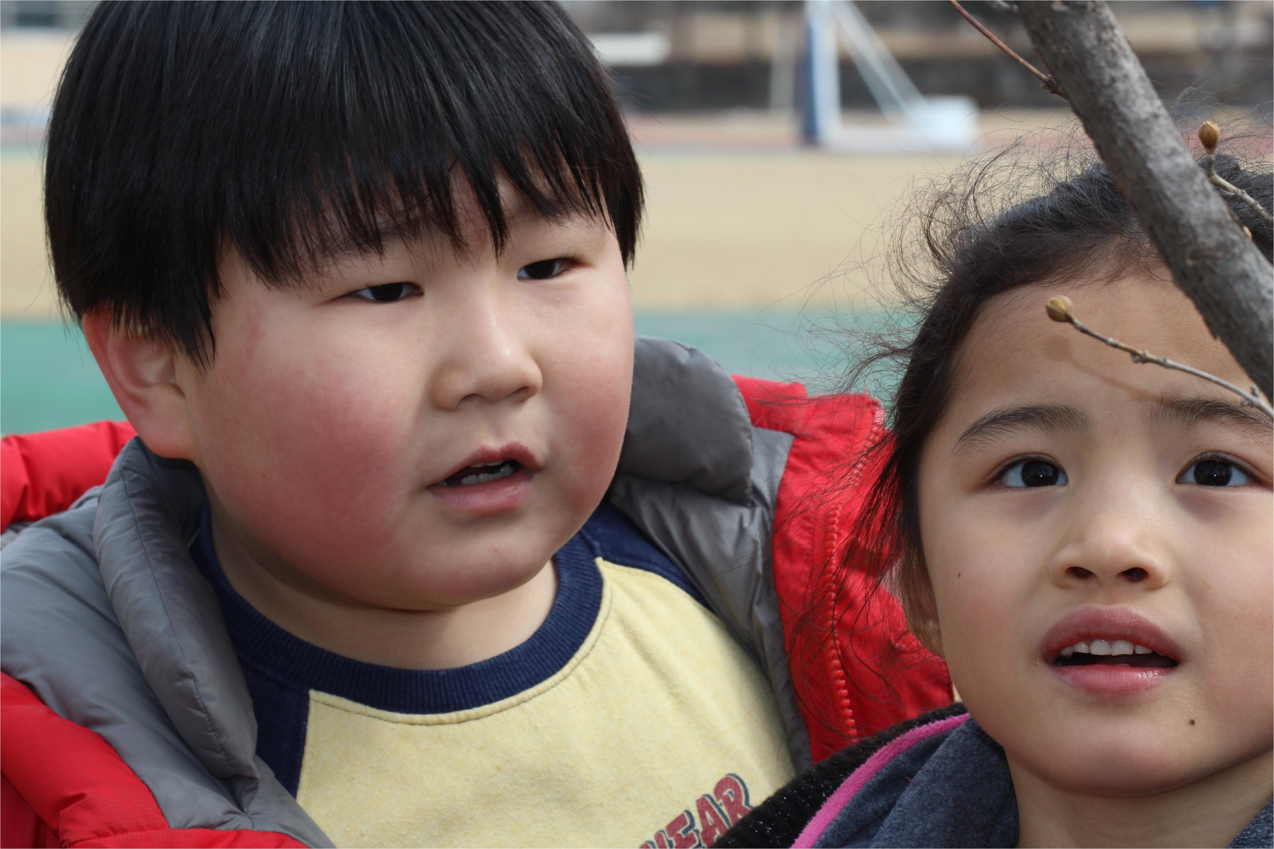 친구나무 뽀송이(산수유)의 변화