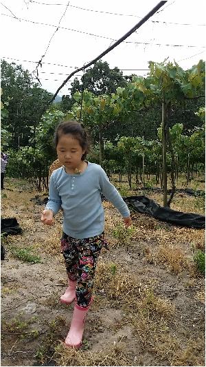 감자3.jpg