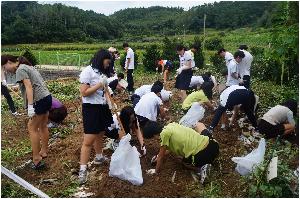 2015.09.01 텃밭가꾸기(고구마캐기) (1).JPG