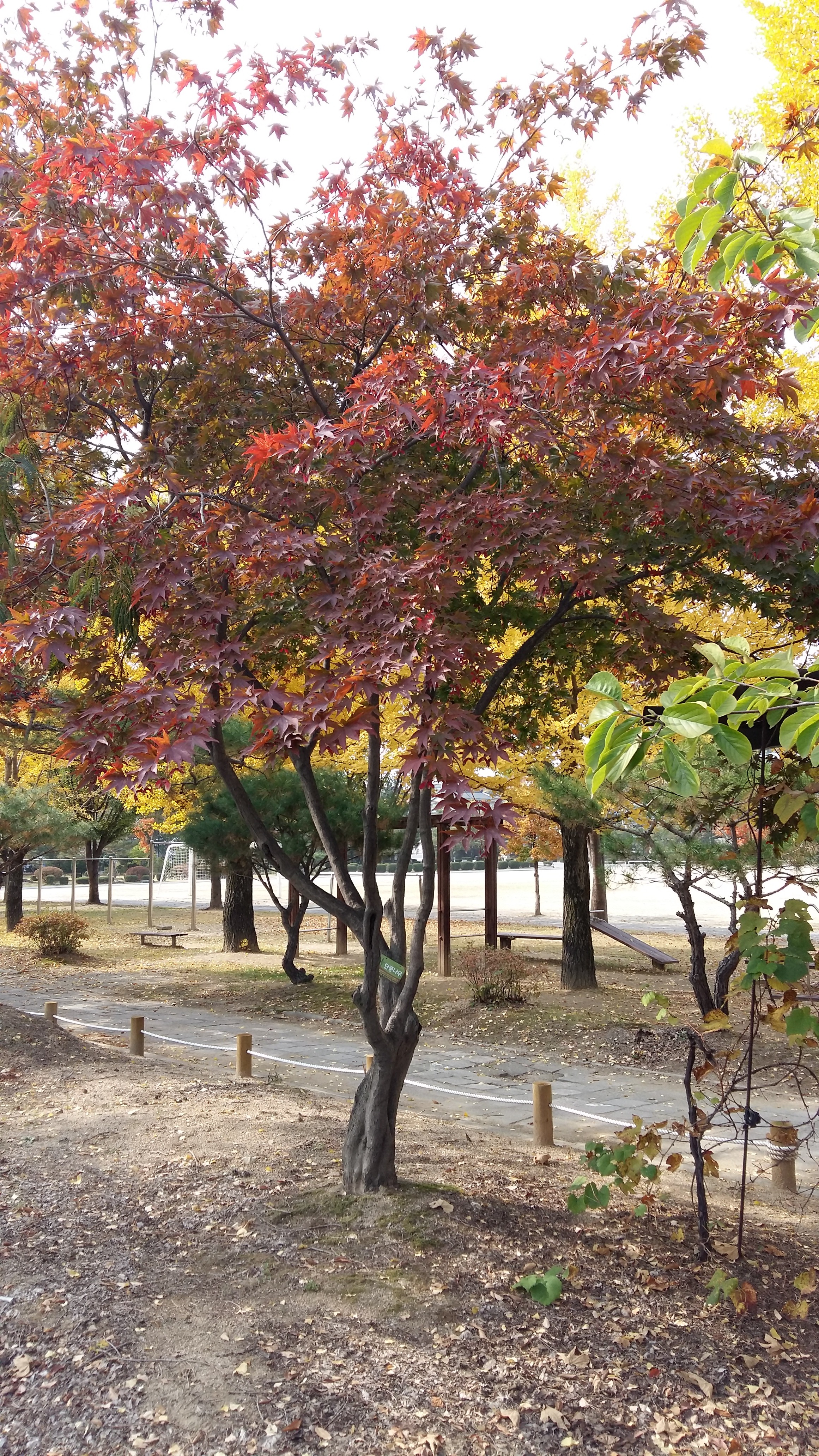 동편 울타리 옆 단풍나무