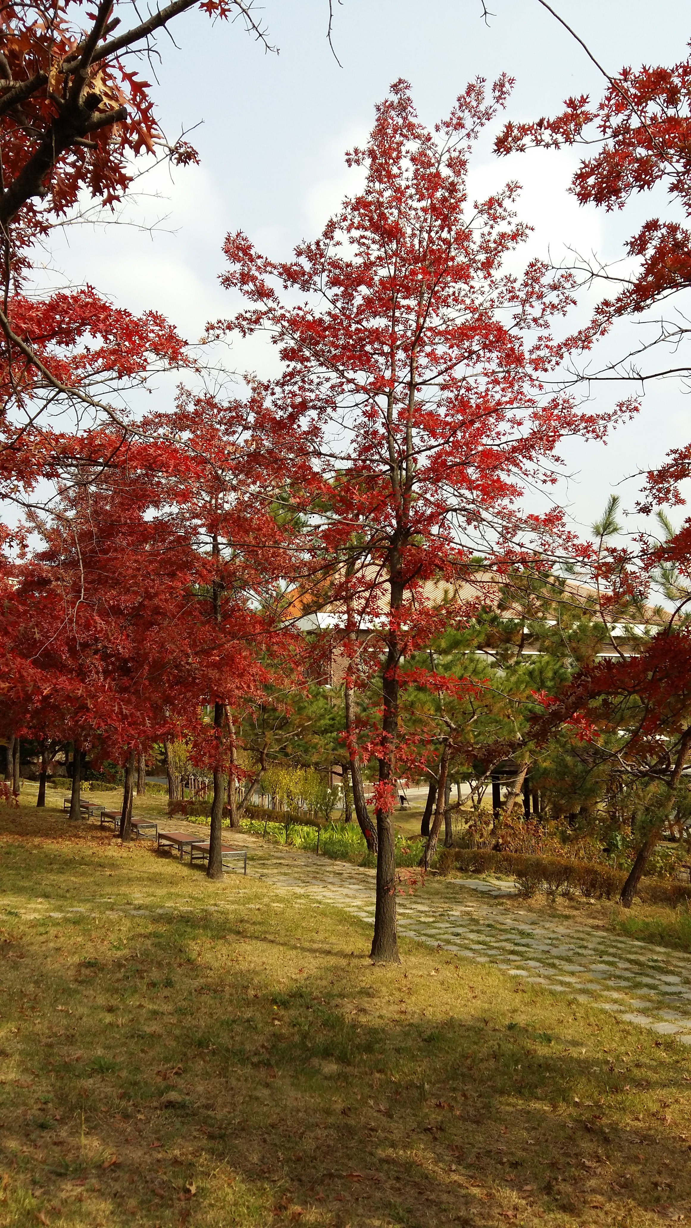 대왕참나무 모습