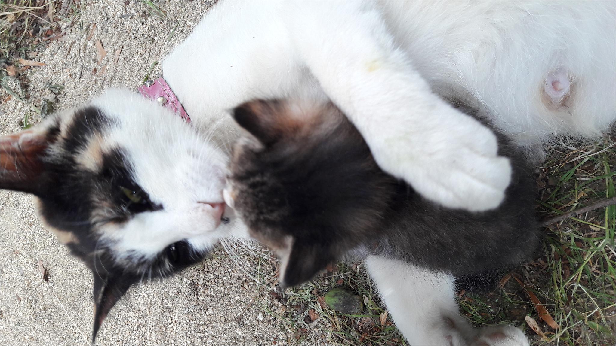 엄마고양이와 검은고양이