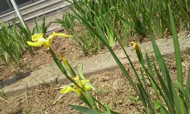 이 꽃은 노랑꽃창포입니다. 학됴화단앞에있음..요