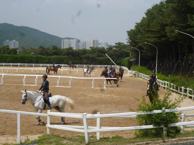 신나게 달리는 말들