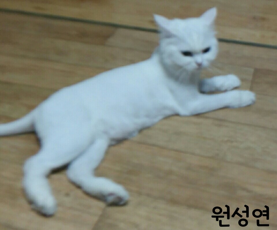 원성연