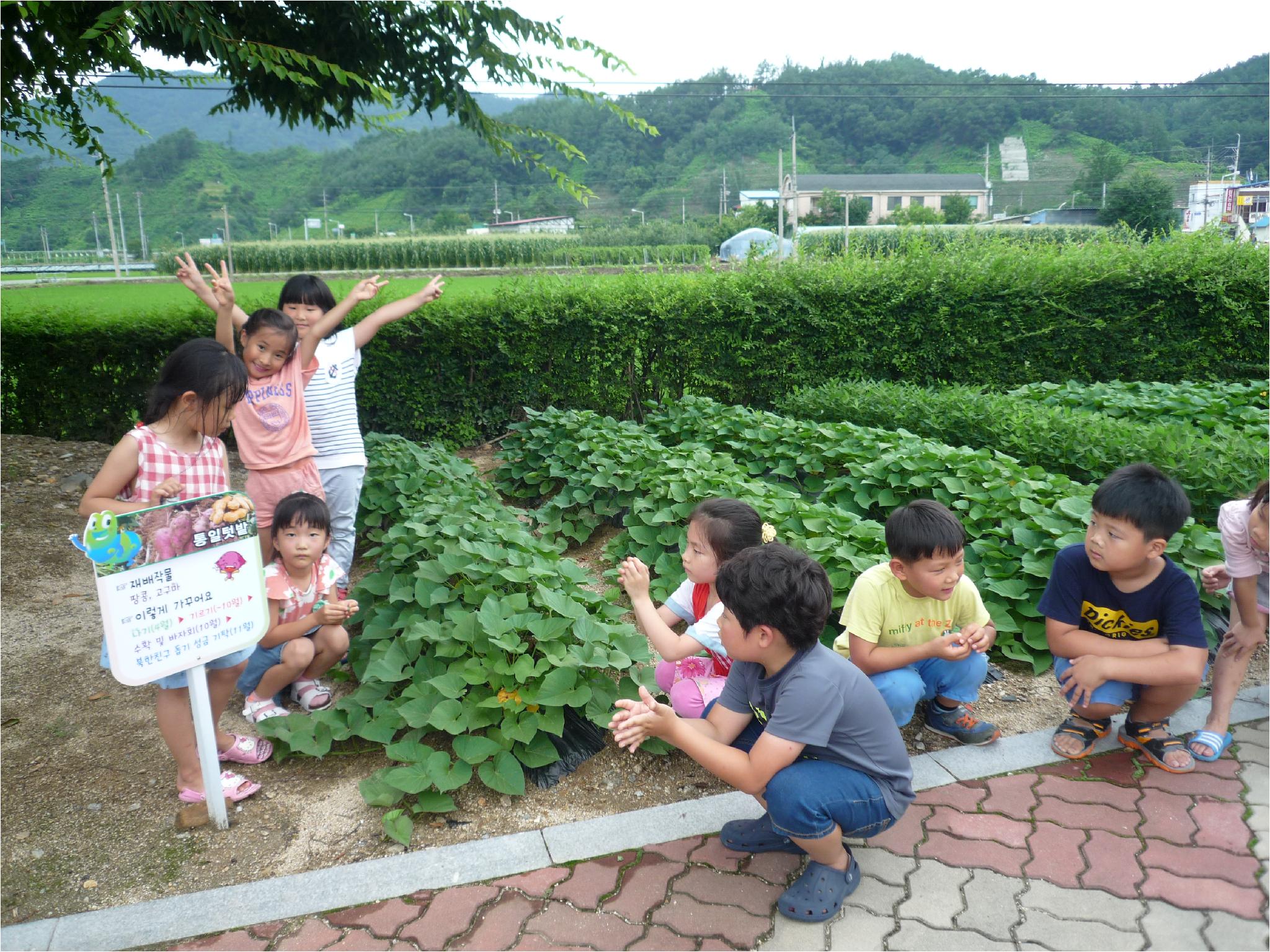 고구마가 쑥쑥!