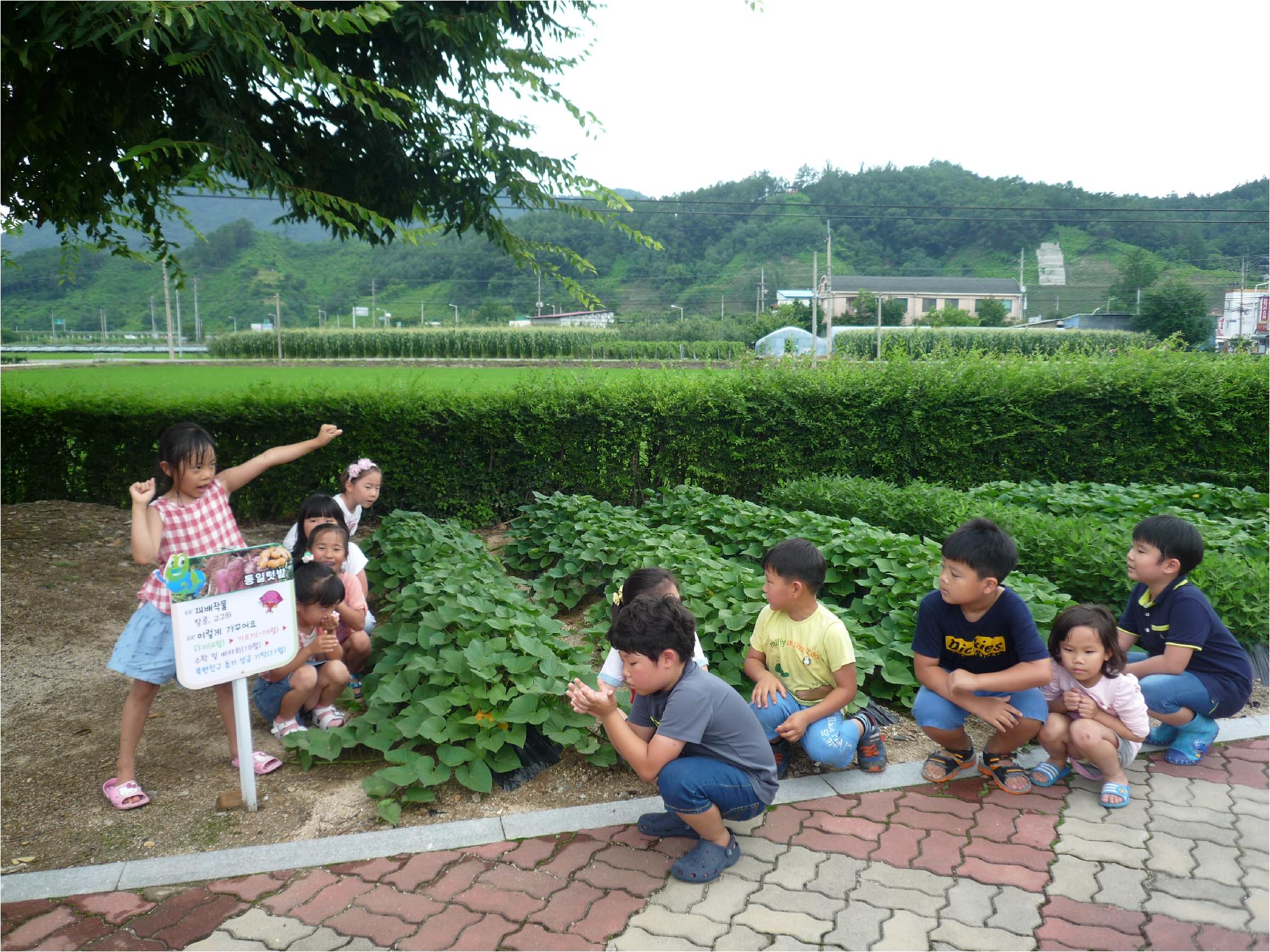 고구마가 쑥쑥!