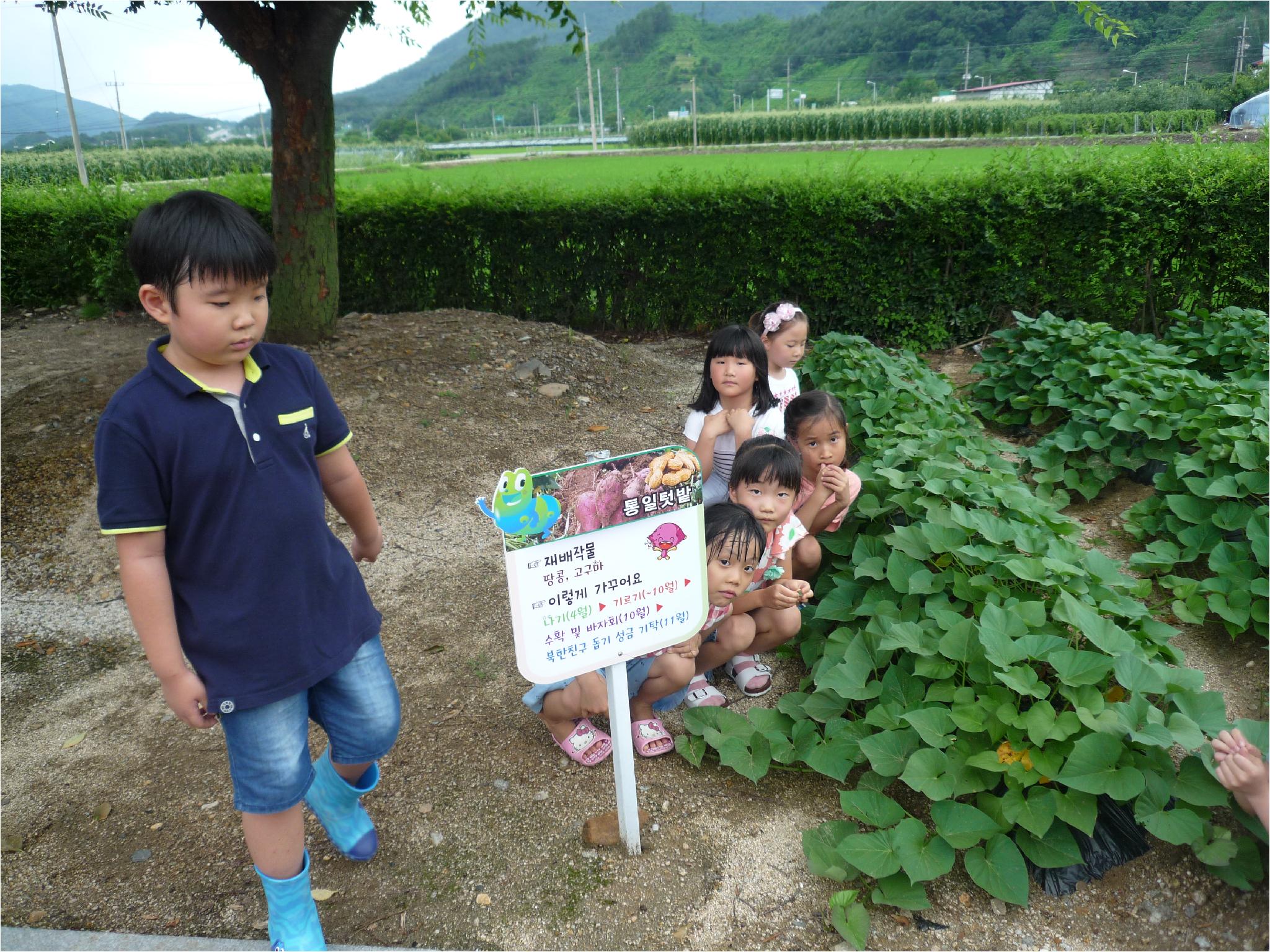 고구마가 쑥쑥!