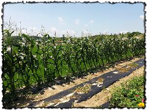 20160708_113347.jpg