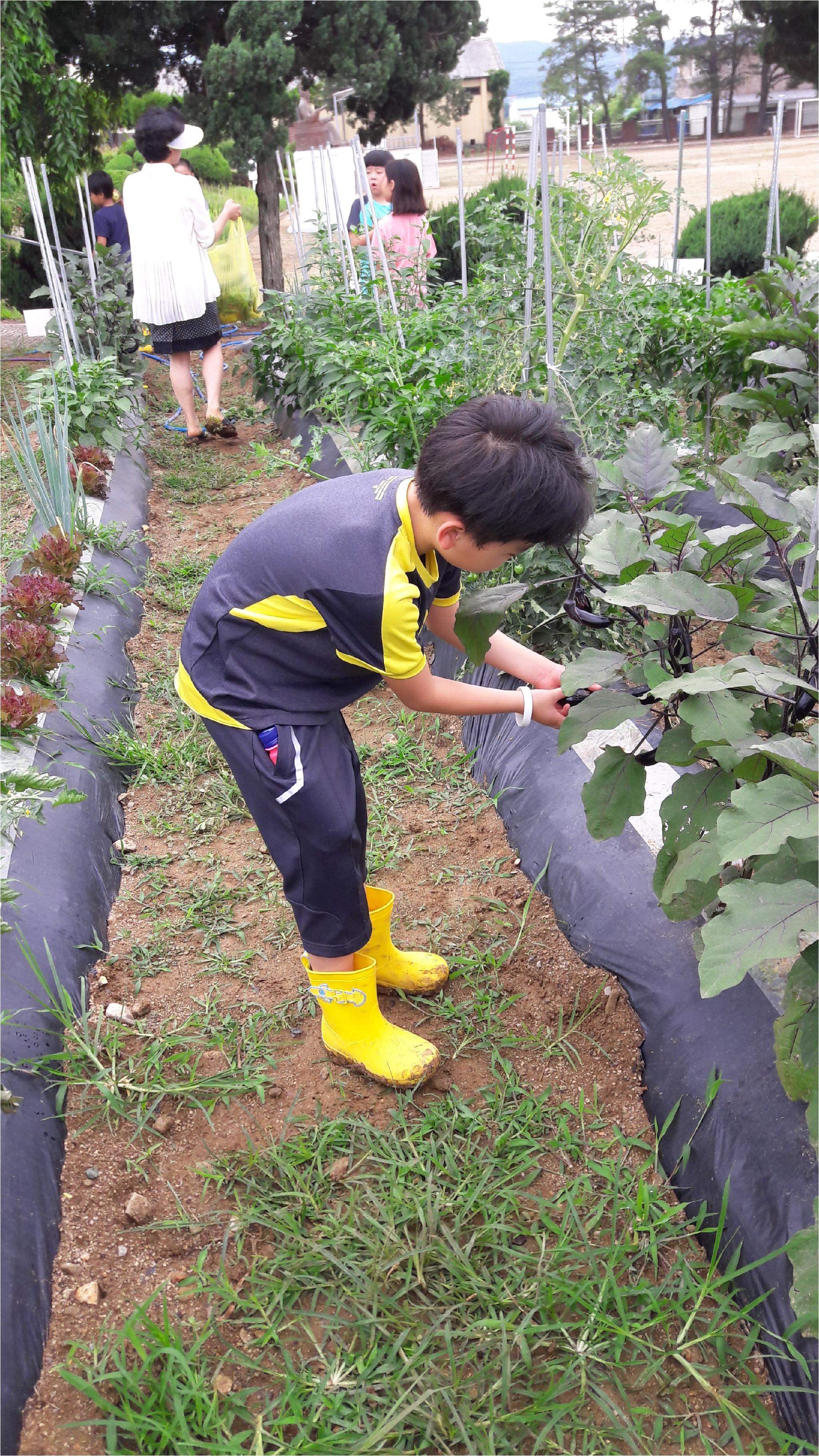 우리 학교 텃밭