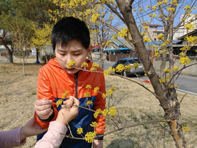 놀이터 산수유꽃 앞에서-윤성