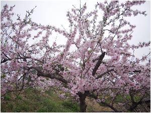 20170414 학교 주변 봄꽃 둘러보기(1).JPG