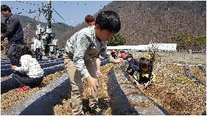 감자심기1.jpg