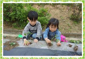 채소심기 (1).JPG
