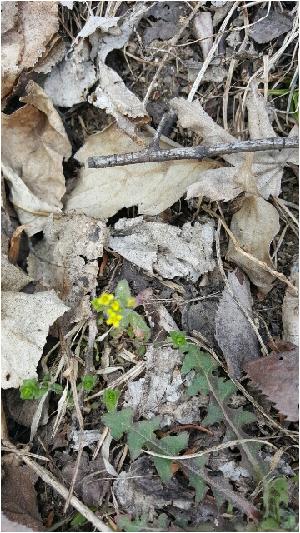 20170404_133056.jpg