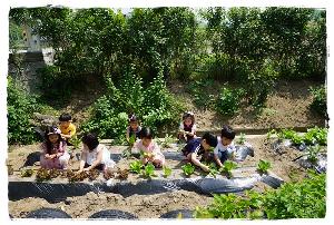 텃밭 채소수확 (1).JPG