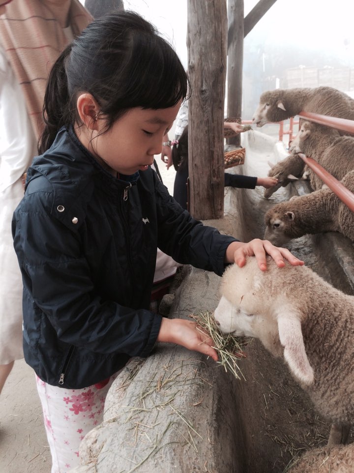 강원도 양떼 목장에서 만난 